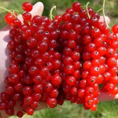 Смородина красная РЕД ПУЛ в Рогачеве