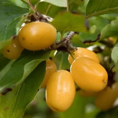 Кизил ЯНТАРНЫЙ в Рогачеве