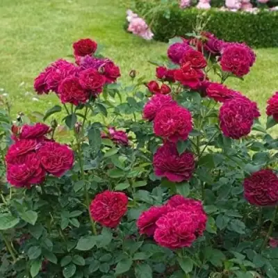 Роза МАНСТЕД ВУД английская в Рогачеве