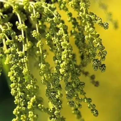 Дуб скальный в Рогачеве