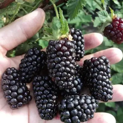 Ежевика ЛОХ НЕСС бесшипная  в Рогачеве