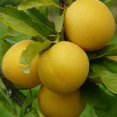 Слива СОЛНЫШКО в Рогачеве