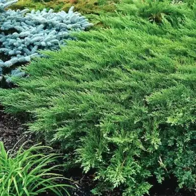 Можжевельник РОКЕРИ ДЖЕМ казацкий  в Рогачеве