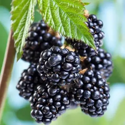 Ежевика БЛЭК САТИН бесшипная  в Рогачеве