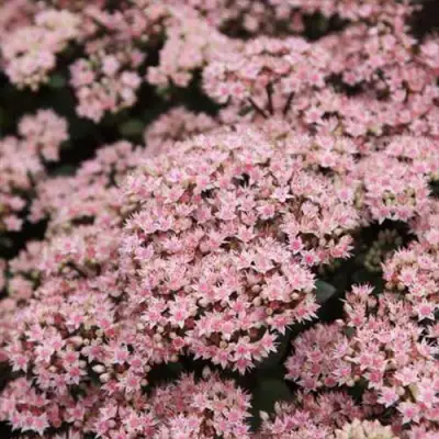 Очиток (седум) МАТРОНА в Рогачеве