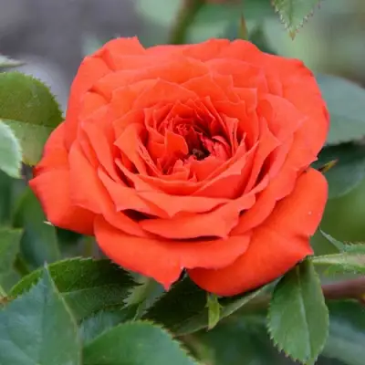 Роза ОРАНЖ ДЖЕВЕЛ миниатюрная в Рогачеве