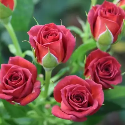 Роза ЧОКОЧИНО спрей в Рогачеве