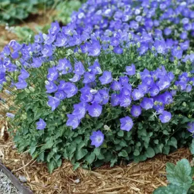 Колокольчик САНТА карпатский в Рогачеве