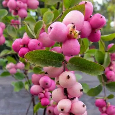 Снежноягодник ФИЕСТА БЕРРИ доренбоза в Рогачеве