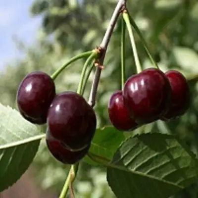 Вишня ВЛАДИМИРСКАЯ в Рогачеве