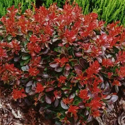 Барбарис КАРМЕН тунберга в Рогачеве