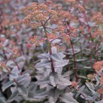 Очиток (седум) РЭЙН КСЕНОКС видный в Рогачеве