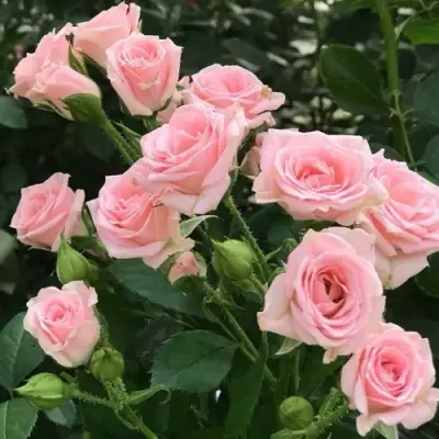 Роза КЛАССИК ЛИДИЯ спрей в Рогачеве