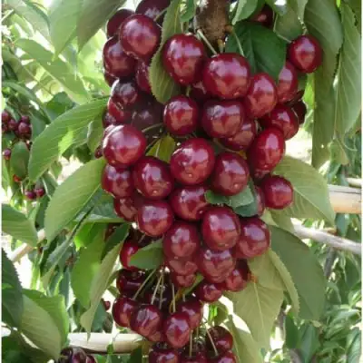 Вишня КОРОЛЕВА колонновидная в Рогачеве