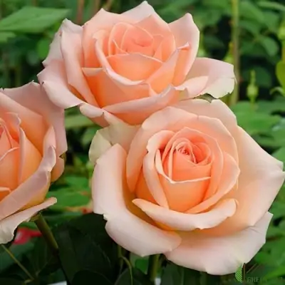 Роза ВЕРСИЛИЯ чайно-гибридная в Рогачеве