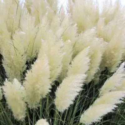 Кортадерия белая (пампасная трава) в Рогачеве