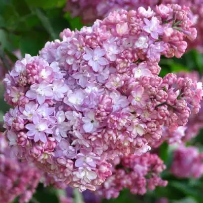 Сирень ПАМЯТЬ О ВЕХОВЕ в Рогачеве