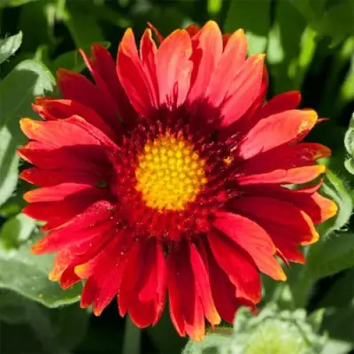 Гайлардия АРИЗОНА РЕД ШЕЙДС в Рогачеве