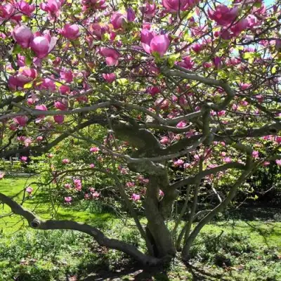 Магнолия СУЛАНЖА в Рогачеве
