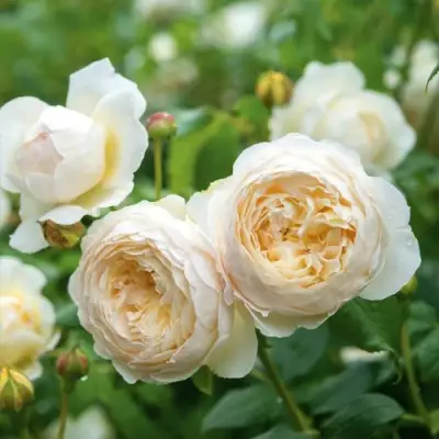 Роза КЛЭР ОСТИН английская в Рогачеве