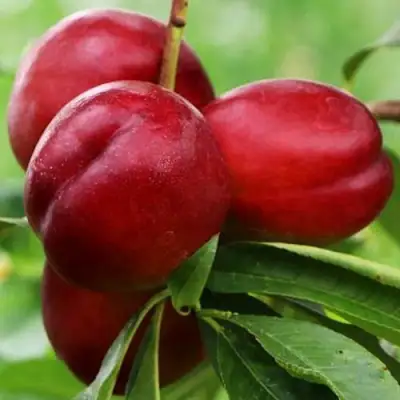 Нектарин КРЫМЧАНИН в Рогачеве