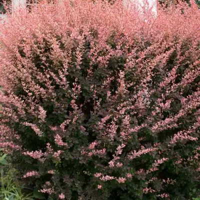 Барбарис РОУЗ ГЛОУ тунберга в Рогачеве