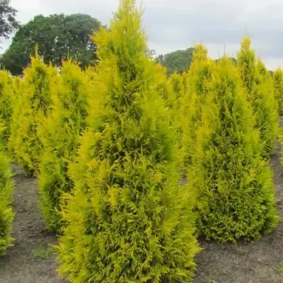 Туя САНКИСТ западная в Рогачеве