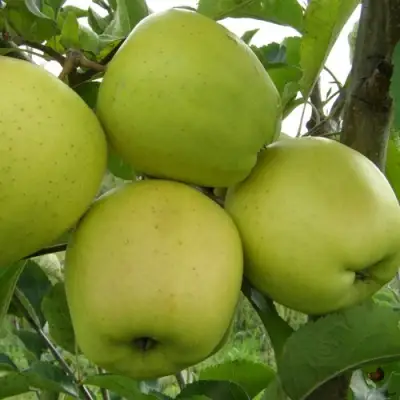 Яблоня КОШТЕЛЯ в Рогачеве