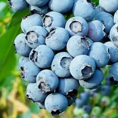 Голубика БРИГИТТА БЛЮ в Рогачеве