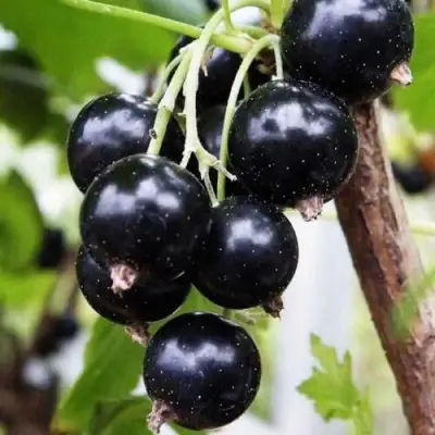 Смородина чёрная ДЕЛИКАТЕСНАЯ в Рогачеве