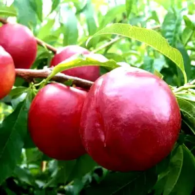 Нектарин ХАРКО в Рогачеве