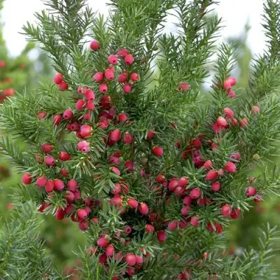 Тис ХИКСИ средний в Рогачеве