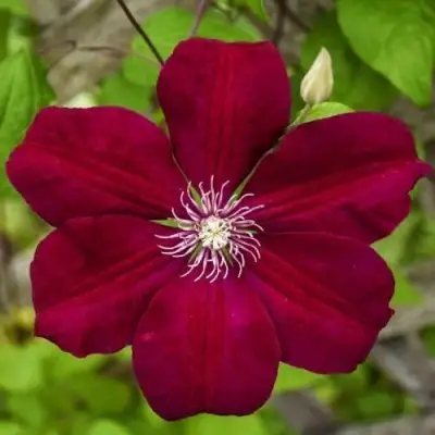 Клематис РУЖ КАРДИНАЛ в Рогачеве