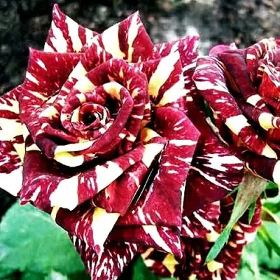 Роза ФОКУС ПОКУС флорибунда в Рогачеве