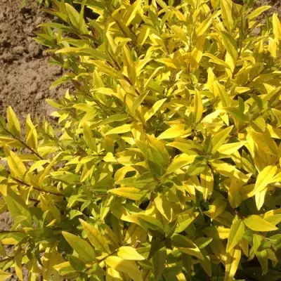 Бирючина АУРЕА обыкновенная в Рогачеве