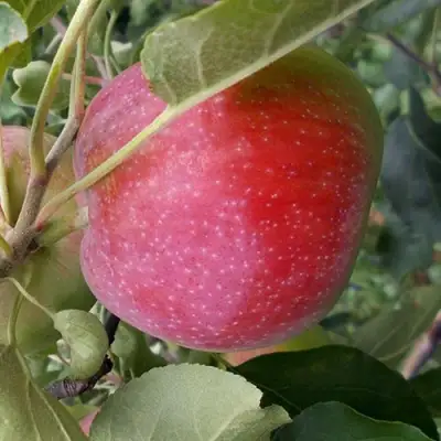 Яблоня АЛЬВА в Рогачеве
