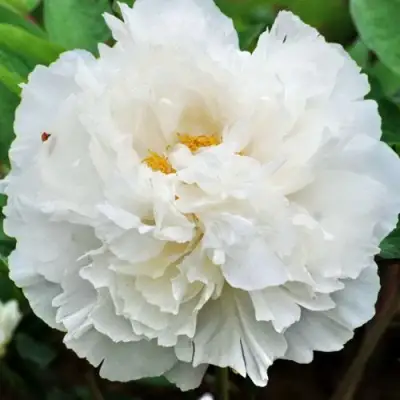 Пион БЕЛЫЙ СНЕГ древовидный в Рогачеве