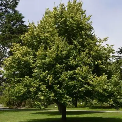 Липа сердцевидная в Рогачеве