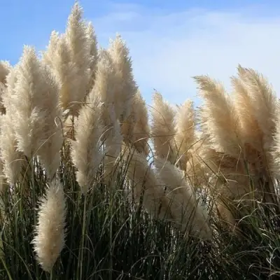 Кортадерия белая (пампасная трава) в Рогачеве