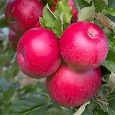 Яблоня РОЖДЕСТВЕНСКОЕ в Рогачеве
