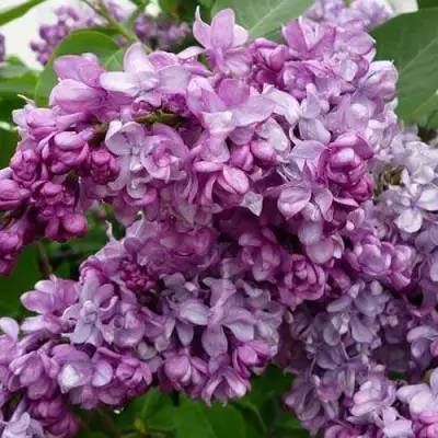 Сирень ГЕНЕРАЛ ПЕРШИНГ в Рогачеве