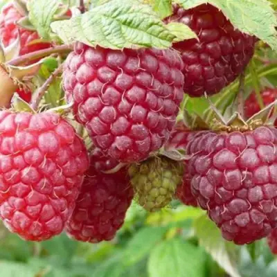 Малина ПОЛЬКА (ПОЛКА) в Рогачеве