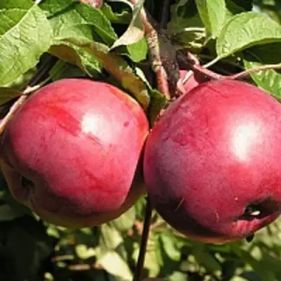 Яблоня ДАРУНАК в Рогачеве