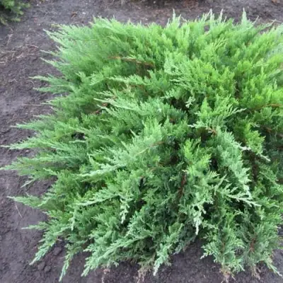 Можжевельник ТАМАРИСЦИФОЛИЯ казацкий  в Рогачеве