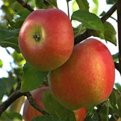 Яблоня ПЕРСИКОВАЯ в Рогачеве