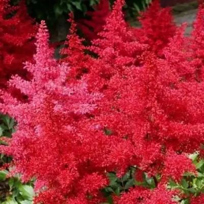 Астильба ЭТНА Арендса в Рогачеве