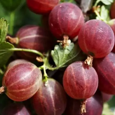 Крыжовник ХИННОМАКИ РОТ в Рогачеве