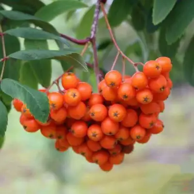 Рябина ВЕФЕД сладкоплодная в Рогачеве