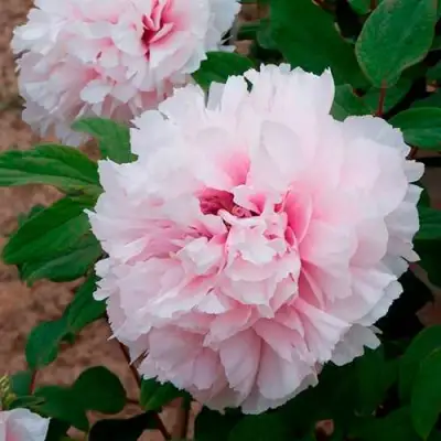 Пион ПЕРСИК ПОД СНЕГОМ древовидный в Рогачеве