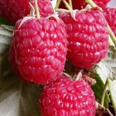 Малина ГЕРАКЛ в Рогачеве